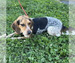 Small #2 Beagle