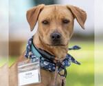 Small #20 Labrador Retriever Mix