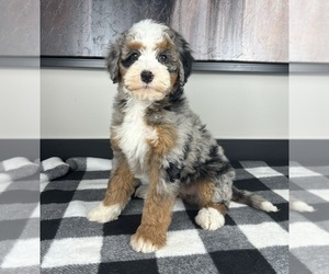Miniature Bernedoodle Puppy for sale in FRANKLIN, IN, USA