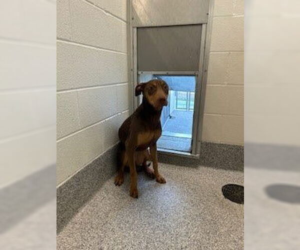 Medium Photo #1 Doberman Pinscher Puppy For Sale in Houston, TX, USA