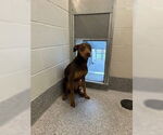 Small Doberman Pinscher