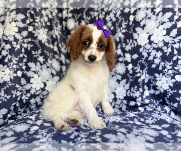 Medium Photo #5 Cavapoo Puppy For Sale in LAKELAND, FL, USA