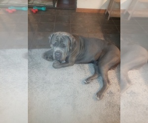 Father of the Cane Corso puppies born on 02/10/2023