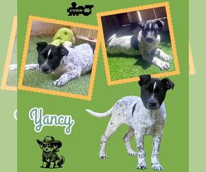 Mutt Dogs for adoption in Lindsay, CA, USA