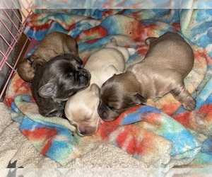 Shiffon Dogs for adoption in MAHWAH, NJ, USA