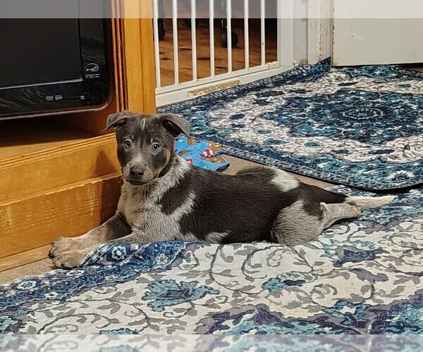 Medium Photo #3 Australian Cattle Dog Puppy For Sale in LAURENS, SC, USA