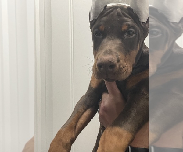 Medium Photo #2 Doberman Pinscher Puppy For Sale in COLORADO SPRINGS, CO, USA