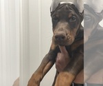Small #1 Doberman Pinscher