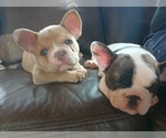 Small #5 French Bulldog