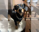 Small Dachshund Mix