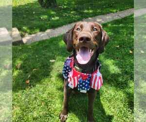 Labrador Retriever Puppy for sale in CHICORA, PA, USA
