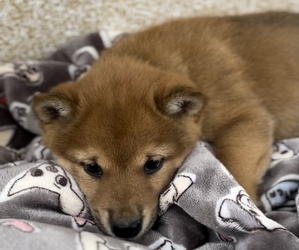 Shiba Inu Puppy for sale in HOLLAND, MI, USA