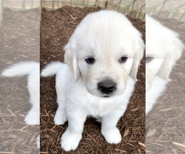 Medium Photo #8 English Cream Golden Retriever Puppy For Sale in HOCKLEY, TX, USA