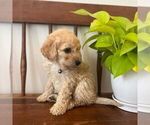 Small Photo #2 Miniature Labradoodle Puppy For Sale in COATESVILLE, PA, USA
