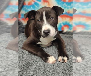 Mutt Dogs for adoption in Talladega, AL, USA
