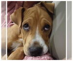 Small #29 American Staffordshire Terrier-Labrador Retriever Mix