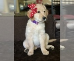 Small Photo #19 Golden Retriever Puppy For Sale in SACRAMENTO, CA, USA