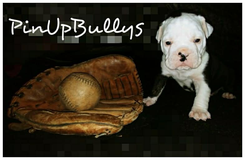 Medium Photo #1 Olde English Bulldogge Puppy For Sale in EUGENE, OR, USA