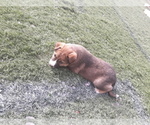 Small Photo #1 German Shepherd Dog-Jindo Dog Mix Puppy For Sale in PRESCOTT, AZ, USA