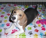 Small #8 Beagle