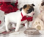Small Photo #4 Jack Russell Terrier Puppy For Sale in CLAY, PA, USA