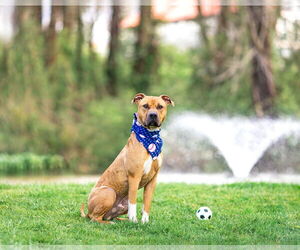 Labrador Retriever-Unknown Mix Dogs for adoption in Unionville, PA, USA