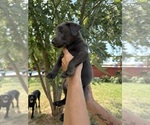 Small #2 Labrador Retriever