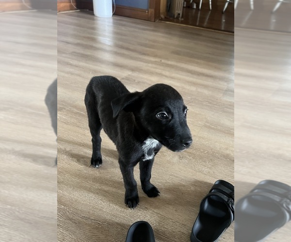 Medium Photo #7 Australian Cattle Dog Puppy For Sale in WALNUTPORT, PA, USA