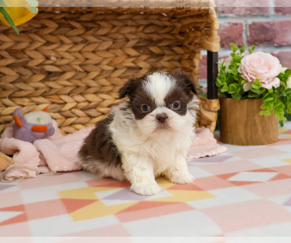 Medium Photo #4 Shih Tzu Puppy For Sale in SYRACUSE, IN, USA
