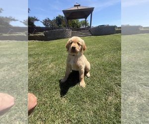 Golden Retriever Puppy for sale in DENAIR, CA, USA