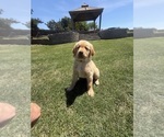 Small Photo #1 Golden Retriever Puppy For Sale in DENAIR, CA, USA