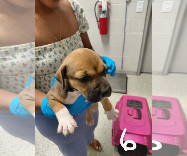 Medium Photo #2 American Pit Bull Terrier-Black Mouth Cur Mix Puppy For Sale in Holly Springs, NC, USA