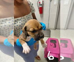 Small #1 American Pit Bull Terrier-Black Mouth Cur Mix