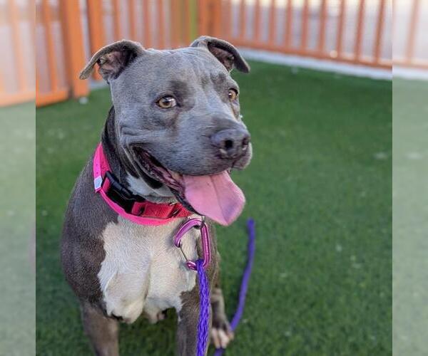 Medium Photo #1 Mutt Puppy For Sale in Las Vegas, NV, USA