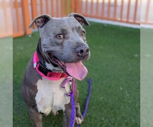 Mutt Dogs for adoption in Las Vegas, NV, USA