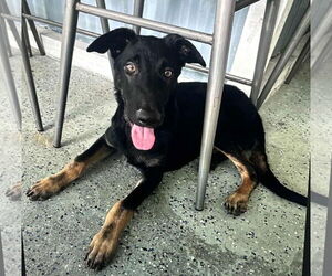 Mutt Dogs for adoption in Pompano Beach , FL, USA