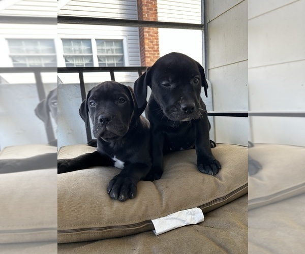 Medium Photo #4 Golden Retriever-Olde English Bulldogge Mix Puppy For Sale in NORTH BABYLON, NY, USA
