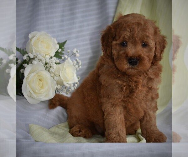 Medium Photo #4 Poodle (Miniature)-Woodle Mix Puppy For Sale in MILLERSBURG, PA, USA