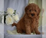 Small Photo #4 Poodle (Miniature)-Woodle Mix Puppy For Sale in MILLERSBURG, PA, USA