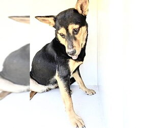 German Shepherd Dog Dogs for adoption in Houston, TX, USA