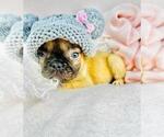 Small #8 French Bulldog
