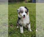 Puppy Bandit PRICECUT Australian Shepherd