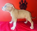 Small #3 American Bully