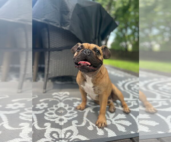 Medium Photo #4 French Bulldog Puppy For Sale in St. Louis Park, MN, USA