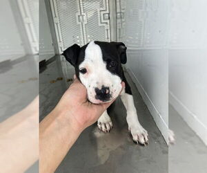 Mutt Dogs for adoption in Stockton, CA, USA