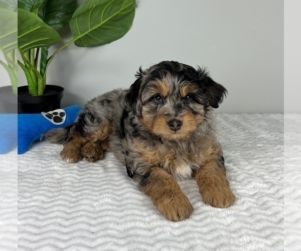 Medium Photo #4 Aussiedoodle Miniature  Puppy For Sale in FRANKLIN, IN, USA