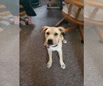 Small #4 Labrador Retriever Mix