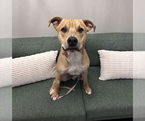 Mutt Dogs for adoption in Fargo, ND, USA