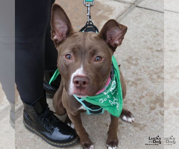 Medium Photo #3 Retriever -Unknown Mix Puppy For Sale in Washington, DC, USA