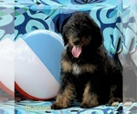 Small #6 Bernedoodle (Miniature)